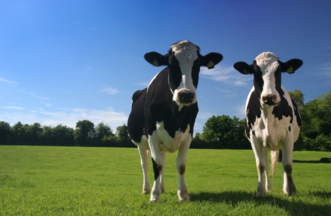 Wisdom Animal Husbandry